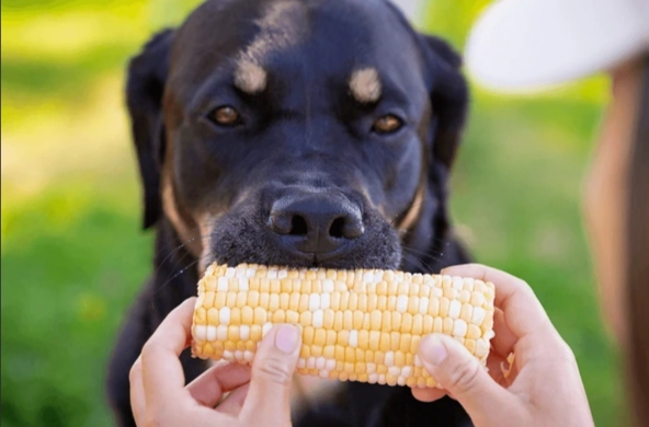 玉米罐頭對狗安全嗎