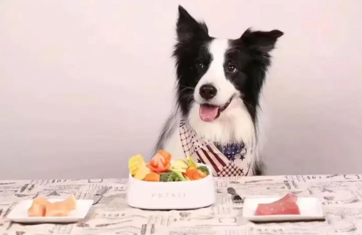 狗狗皮膚保健飲食