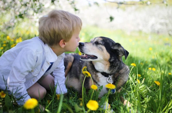 延长狗寿命方法
