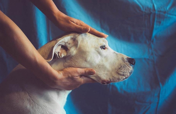 老年犬體重下降