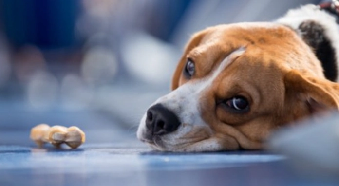 狗狗腹瀉帶血治療