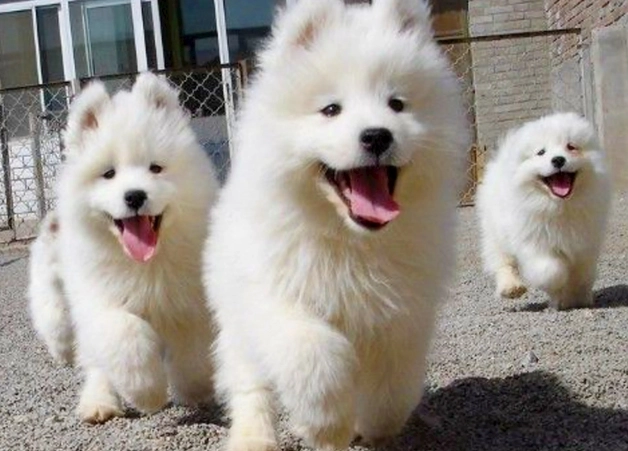 氣管塌陷症狀 氣管塌陷症狀