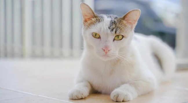 貓糖尿病能活多久