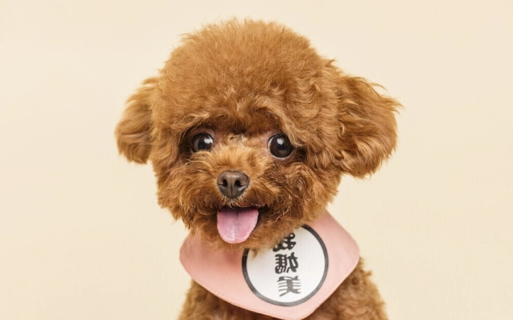 狗狗腸胃道出血症狀