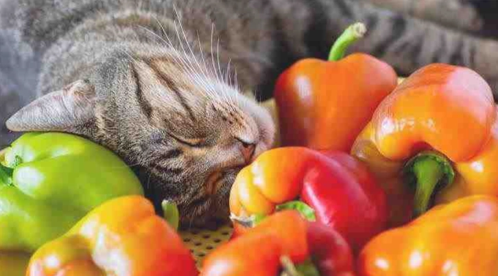 貓吃甜椒