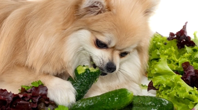 寵物飲食皮膚健康 寵物飲食皮膚健康