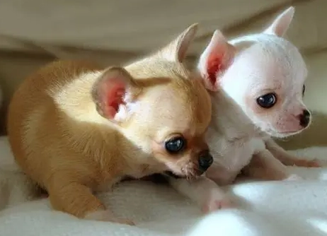 認養吉娃娃流程