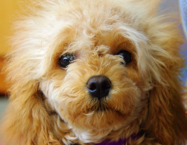 貴賓狗眼睛疾病