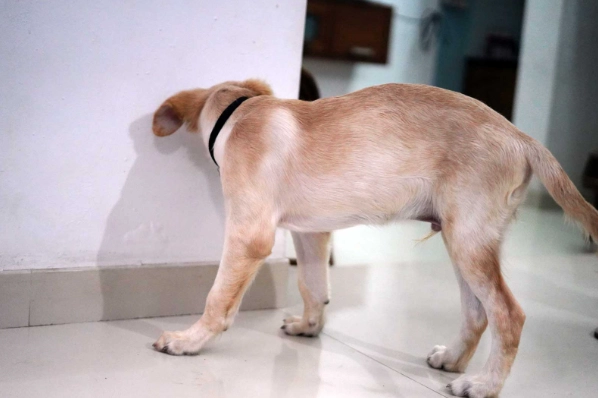 狗狗體內驅蟲 狗狗體內驅蟲