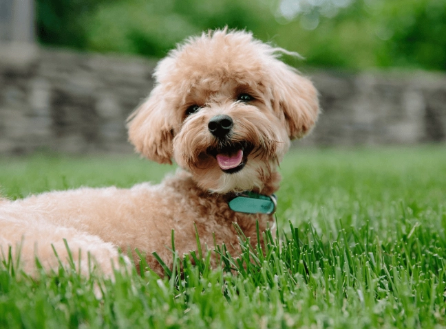 玩具貴賓犬體重標準