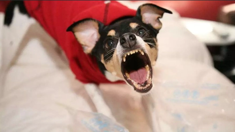 狗吠叫訓練方法