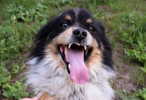 狗肢體語言解讀