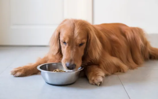 寵物益生菌推薦