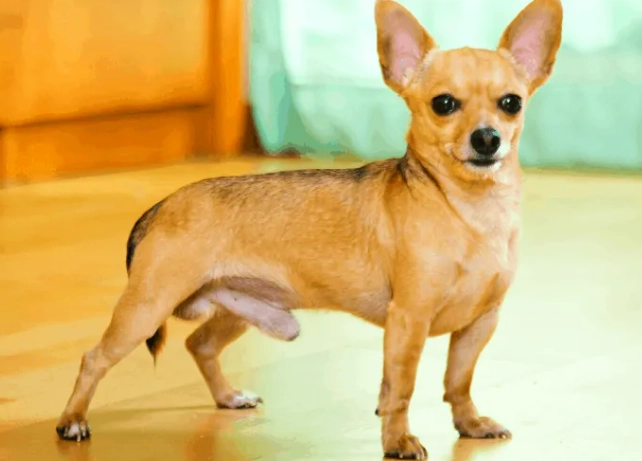 吉娃娃體重管理