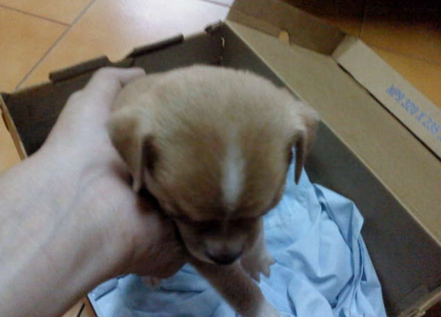 台灣吉娃娃領養