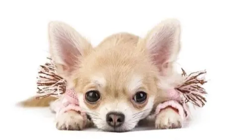 認養吉娃娃流程