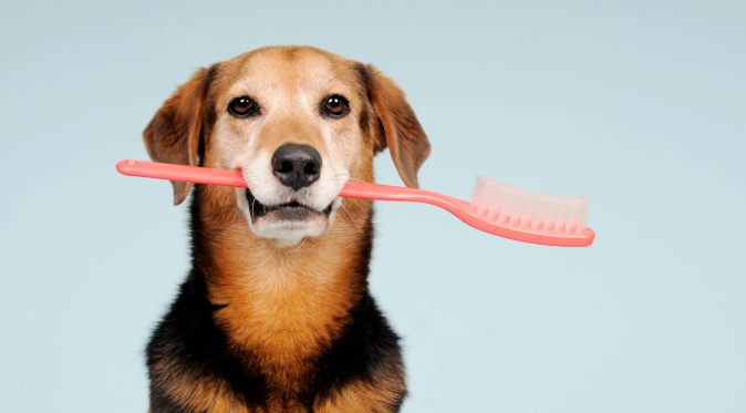 無麻醉洗牙風險