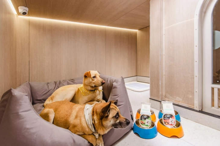 寵物呼吸系統照顧