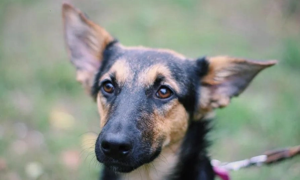 狗與人類嗅覺比較 狗與人類嗅覺比較