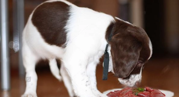 冬瓜對狗的好處