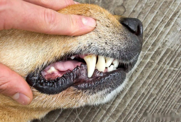 狗狗口腔護理 狗狗口腔護理
