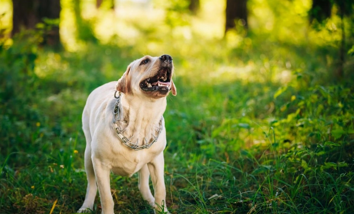 狗狗吠叫原因