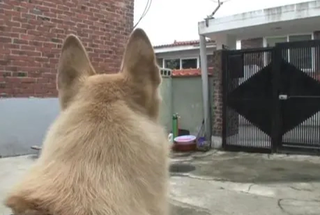 狗狗以為主人出門