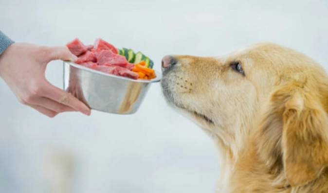 寵物皮膚健康食物