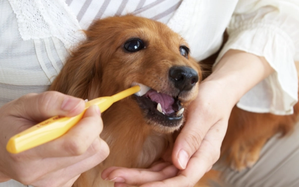 狗狗口腔護理