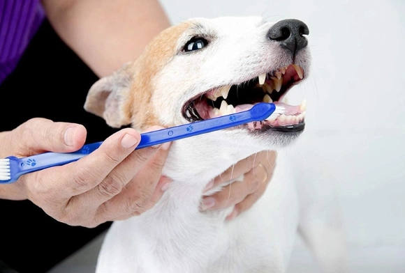 狗刷牙