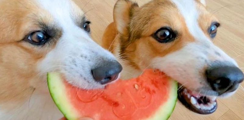 狗狗一直咳嗽急救