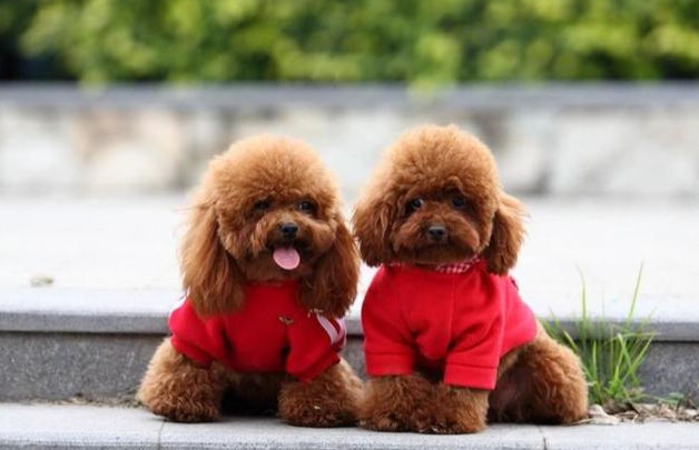 四個月大貴賓餵食