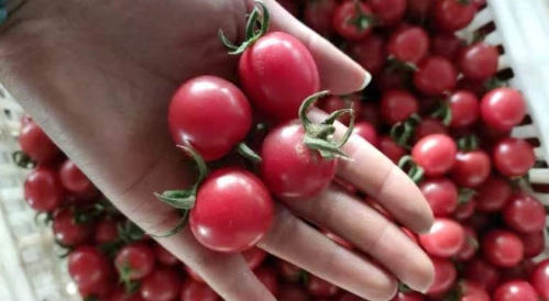 圣女果对狗有害吗