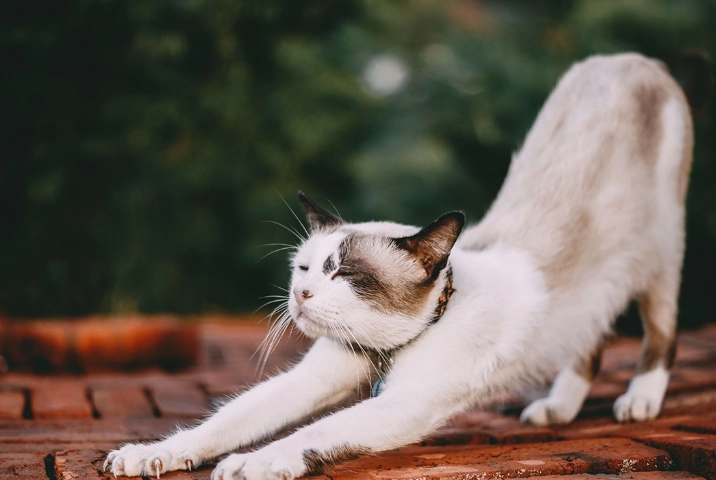 貓行為治療師培訓