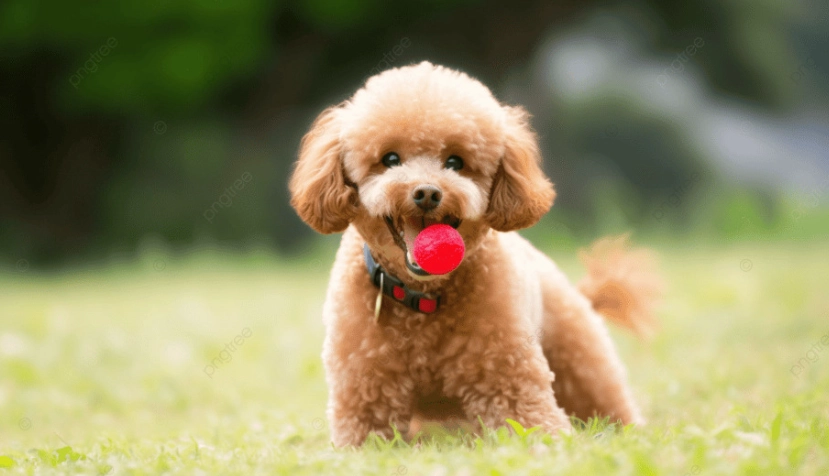 貴賓狗眼睛疾病