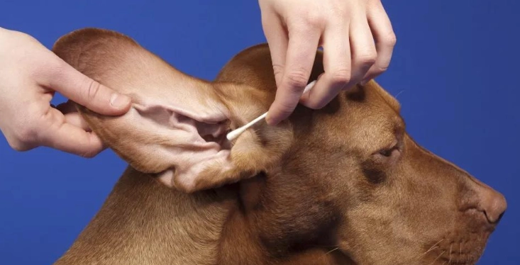 寵物耳朵護理