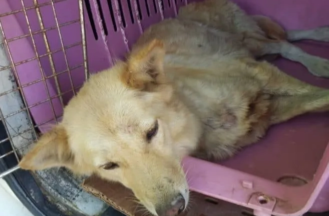 狗耳朵酵母菌感染