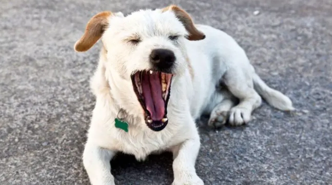 狗狗嗚嗚叫原因