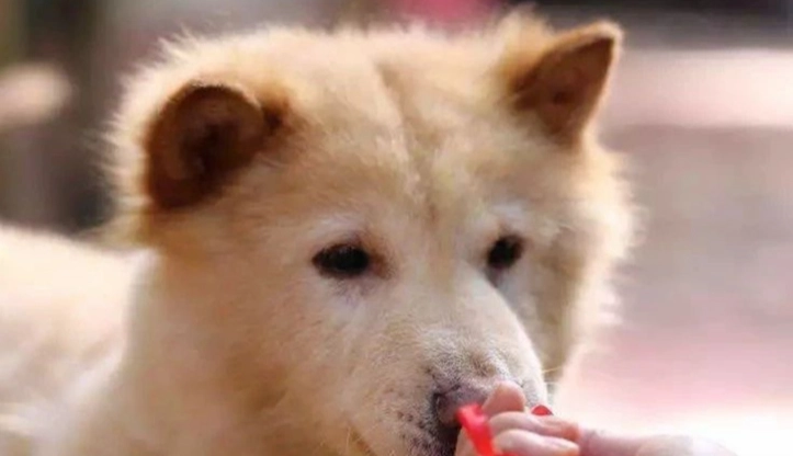 狗狗眼睛發炎治療