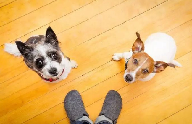 狗社交訓練 狗社交訓練