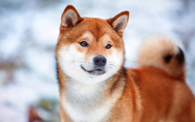 狗狗一直咳嗽急救