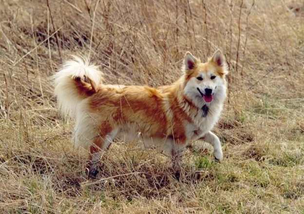 如何延長狗壽命