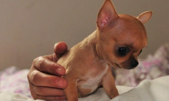 台灣吉娃娃領養