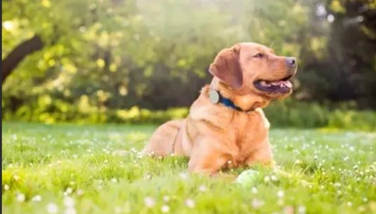 狗與人類嗅覺比較 狗與人類嗅覺比較