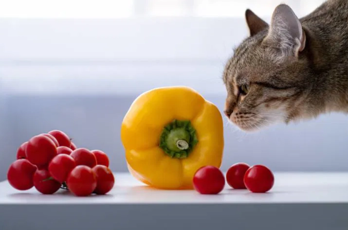 甜椒對貓的影響