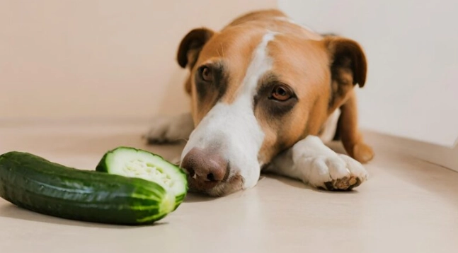 小黃瓜對狗的好處