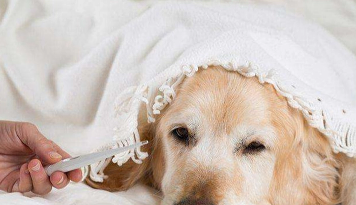 狗狗呼吸道問題