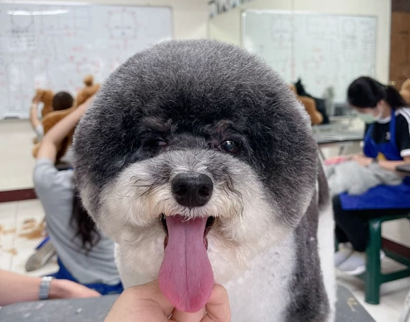 貓狗呼吸道感染