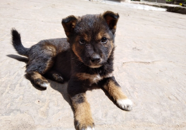 狗狗氣管健康飲食
