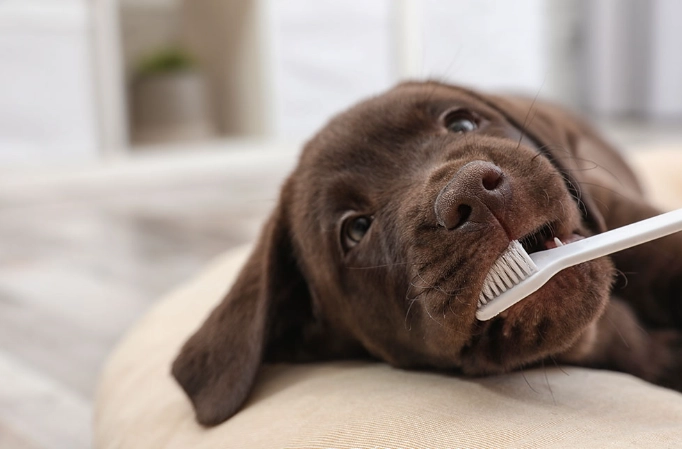 狗刷牙頻率 狗刷牙頻率